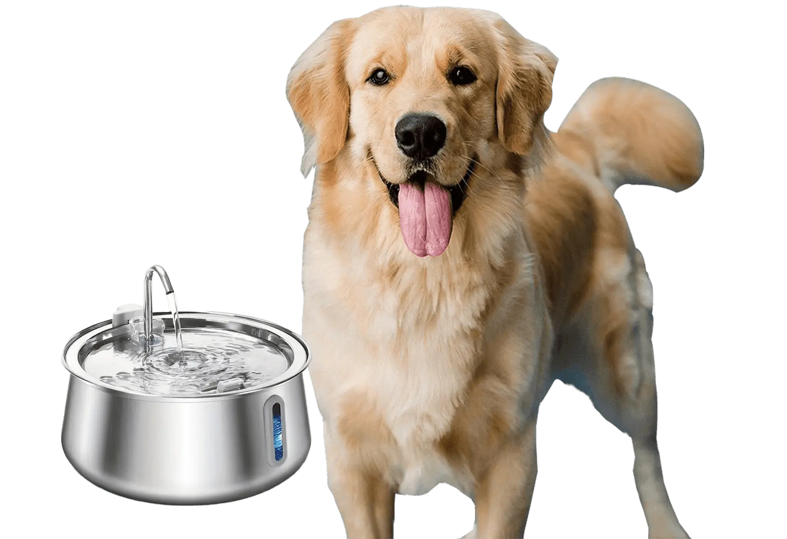 Your dog deserves